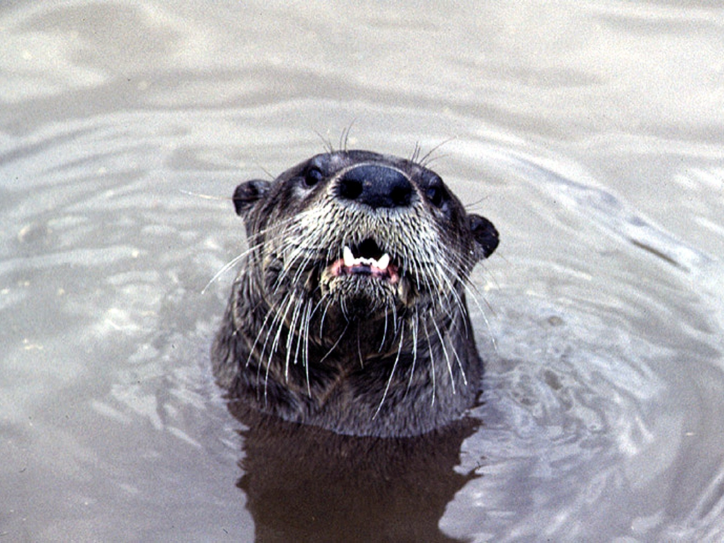 Lake Gaston Otter